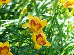 -国家植物园南园