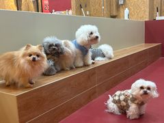 -和它·交个朋友·狗咖猫咖(爱琴海店)