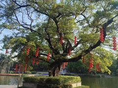 -荔湾湖公园