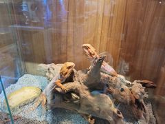 -酷以爬仙阁实体爬宠店·守宫·蜥蜴·专业繁育