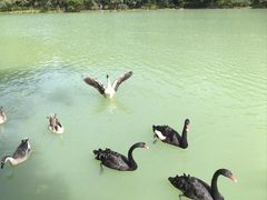 -广州白江湖森林公园