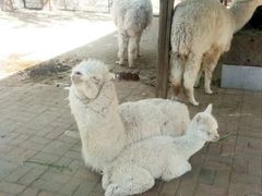 -长白岛森林公园