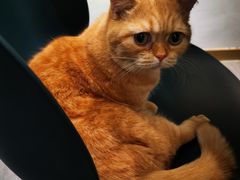 -飞行喵MR PILOT|猫舍·猫咖(静安大融城店)