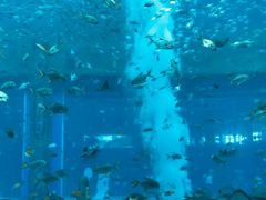 -亚龙湾海底世界