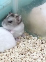 -神奇动物撸宠馆·羊驼·小浣熊·异宠(豫园店)