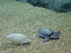 -上海海洋水族馆
