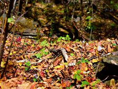 -叠溪松坪沟景区