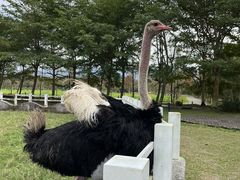 -瑞穗牧场
