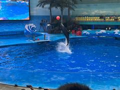 -海合安成都极地海洋公园