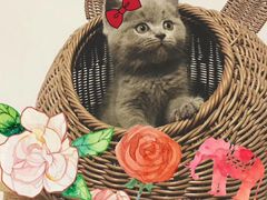-喵zoo家庭繁育猫舍(尖东智能花园店)