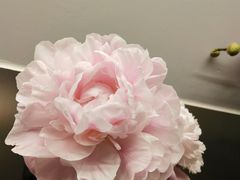 -静岸花卉园艺(三星坊店)