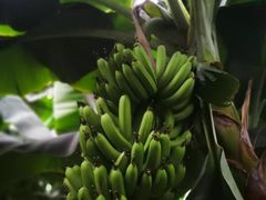 -呀路古热带植物园