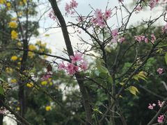 -海珠湖公园