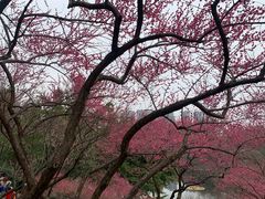 -重庆彩云湖湿地公园