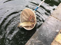 -酷鱼垂钓CLUB(朝阳区博大路店 )