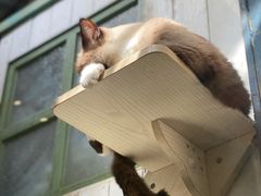 -猫咪博物馆(顶澳仔猫街店)