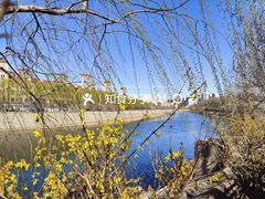 -桃花堤公园