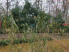 -合肥滨湖国家森林公园