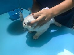 -瑞派宠物医院(搏威敦和院)