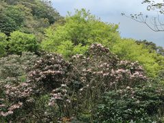 -梧桐山风景名胜区