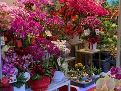 -溪岸路花鸟市场