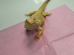 -北京观赏动物医院·24小时大型综合·猫专科·异宠专科