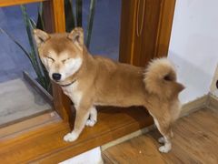 -是阿柴呀！柴犬咖啡·爱喵喵猫咖