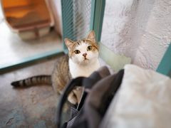 -喵屿·大理花园猫咖