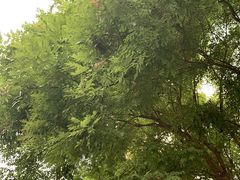 -呀路古热带植物园