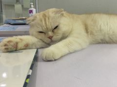 -喵的天空名猫咖啡馆·撸猫·猫舍·用品