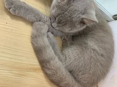 -李小姐の猫咖啡馆(五角场店)
