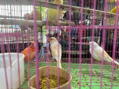 -三圣花乡旅游区