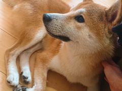 -喜柴咖啡·柴犬狗咖