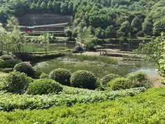 -桃花岭景区