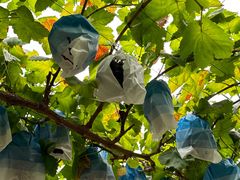 -马陆小张葡萄园农家乐