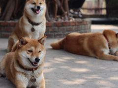 -柴犬高等学院·狗咖·柴犬售卖·宠物训练