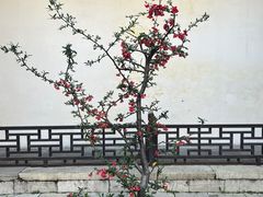 -青果巷历史文化街区