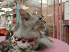 -FAELING PETS美天灵宠物(合生汇店)