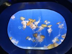 -烟台海昌鲸鲨海洋公园