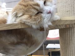 -喵园·猫主题咖啡厅·撸猫·猫咖(国贸店)