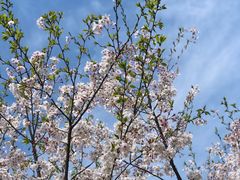 -春花秋色城市公园