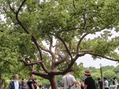 -西湖游船