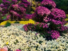 -杭州植物园