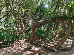-中国科学院西双版纳热带植物园