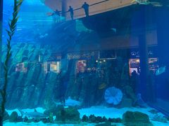 -迪拜水族馆及水下动物园