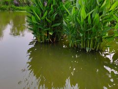 -羊山湖公园