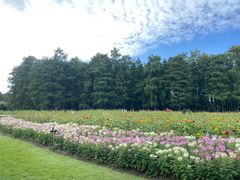 -上海共青森林公园