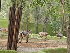 -北京野生动物园