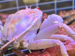 -頂好酒家·经典粤菜(海信广场店)
