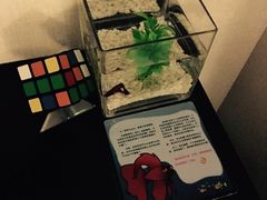 -桔子酒店(上海西藏北路地铁站店)